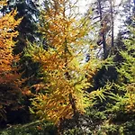 Chasa Staila Дом отдыха Vna