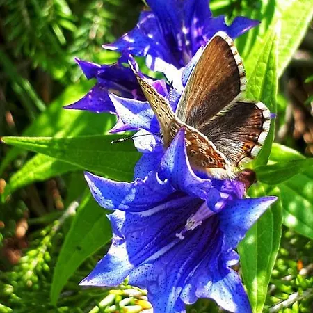 Chasa Staila